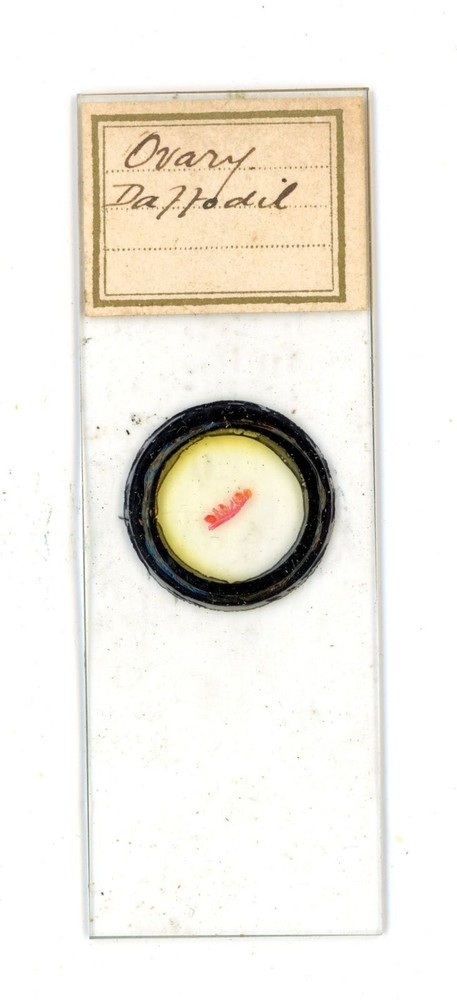 Antique glass Microscope slide Ovary Daffodil sample #11