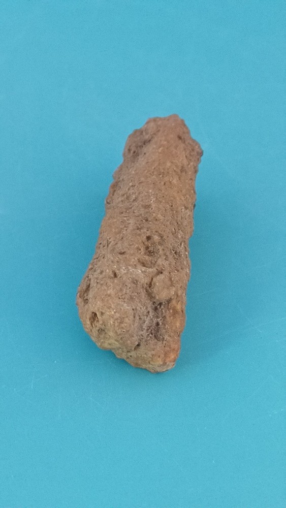 Fossiled Branch/ Root From Madagascar