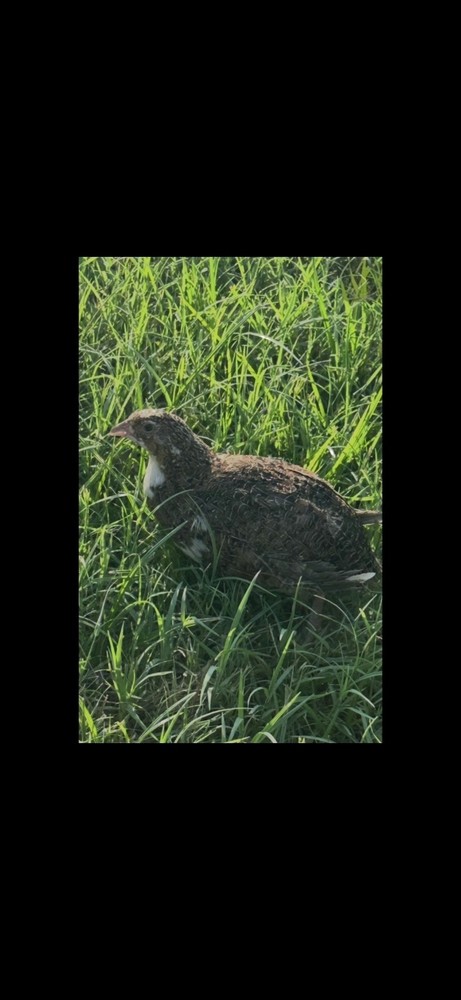 (14+ Total) 7 Celadon Blue/7 Assorted Coturnix Quail Hatching Eggs