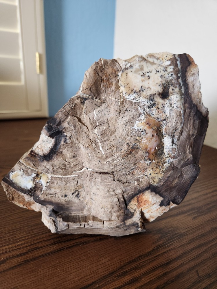 Petrified Wood Rough Cut Slab