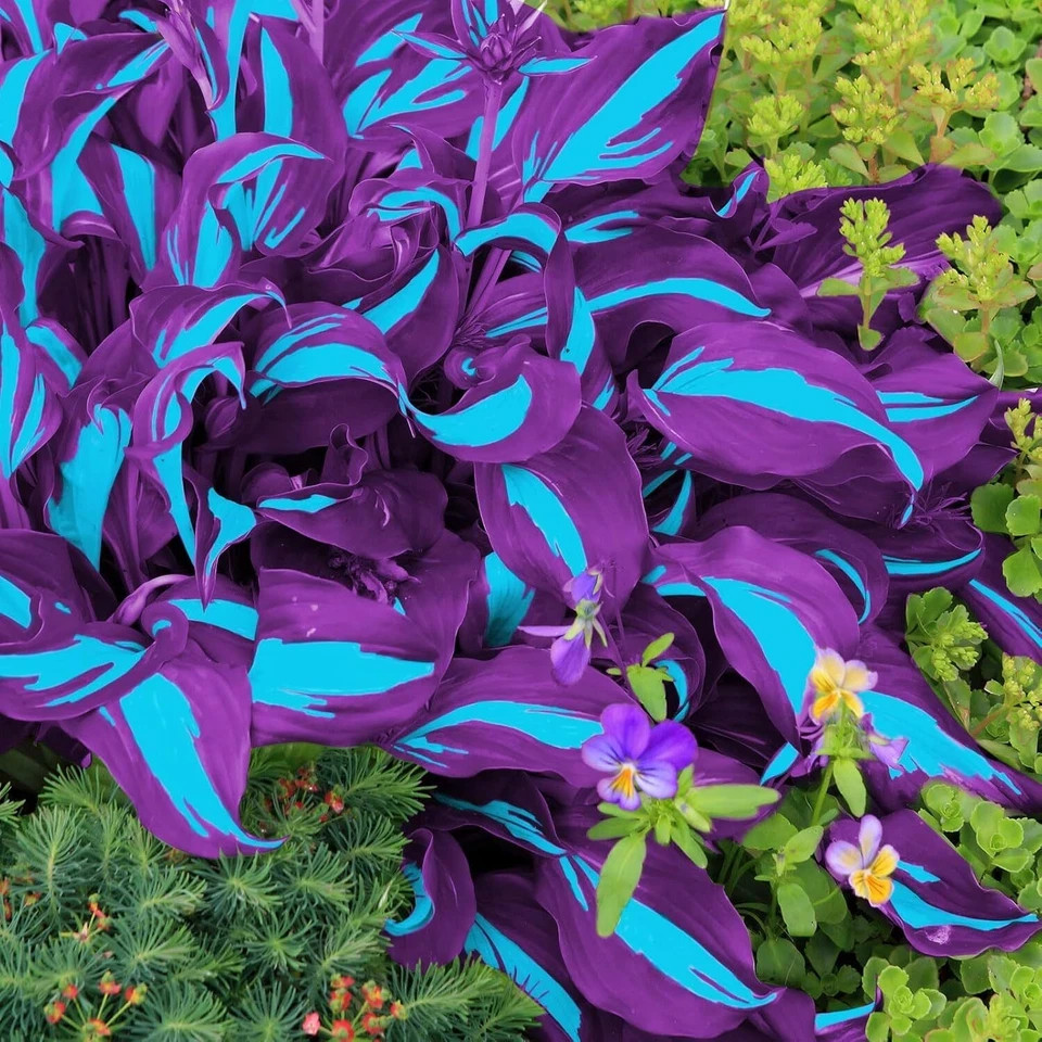 Hosta Seeds - Stunning Blue & Purple Two-Tone Variegated Medium-Sized Hosta Plan