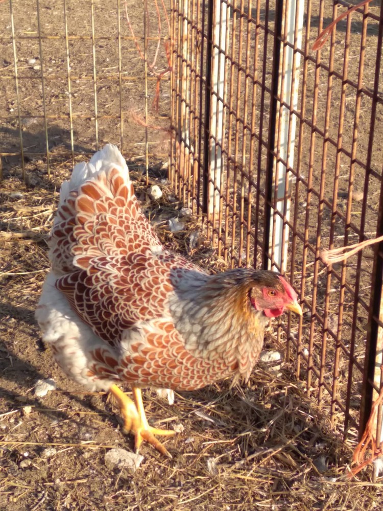 Blue Laced Red Wyandotte Hatching Eggs - 6 + Eggs