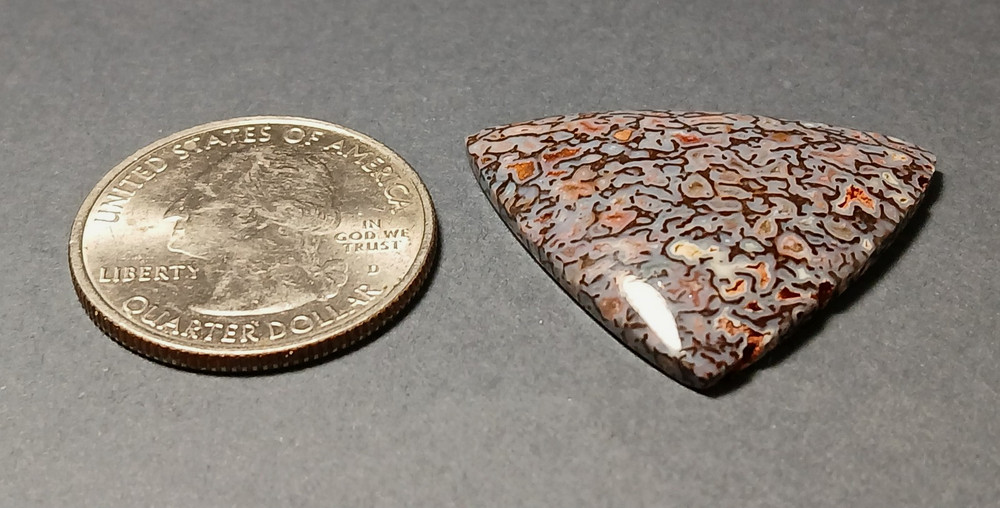 Dinosaur Bone Cabochon - Amazing Colors!