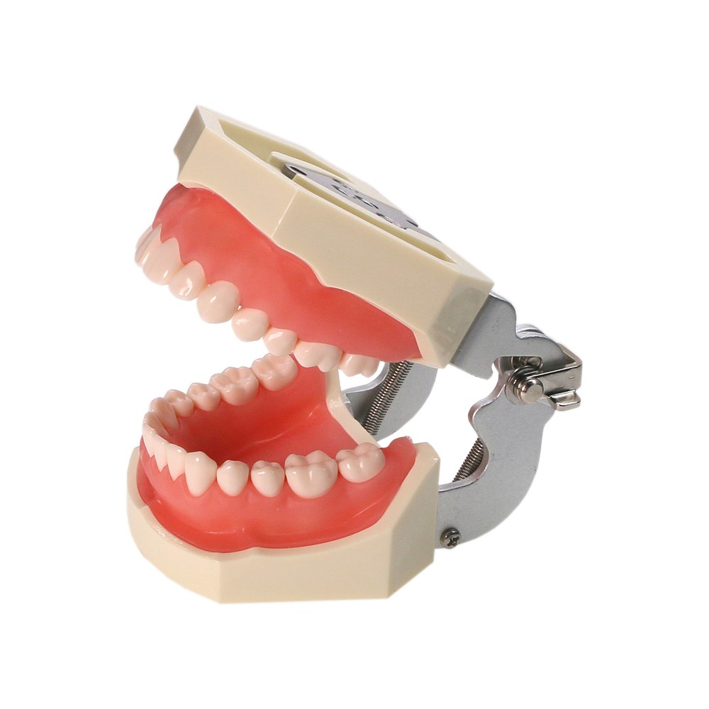 Dental Multiple Types Teaching Teeth Model Typodont Ortho Implant Practice Demo