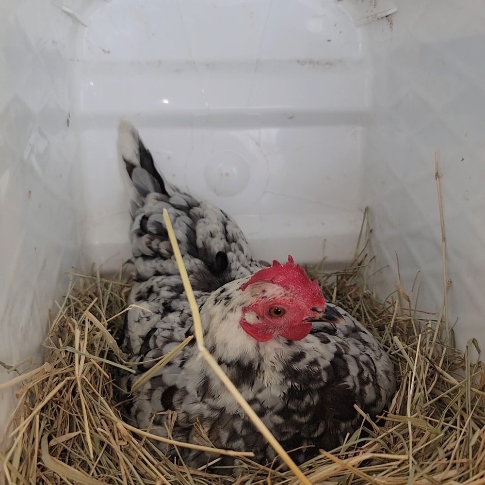 24+ Serama Bantam Hatching Eggs 4-H