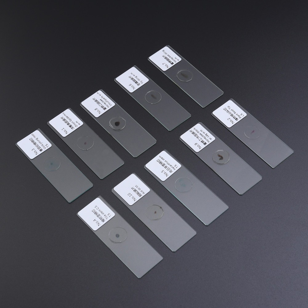 10 PCS/Set Prepared Insect Microscope Observation Tool Animal Slides