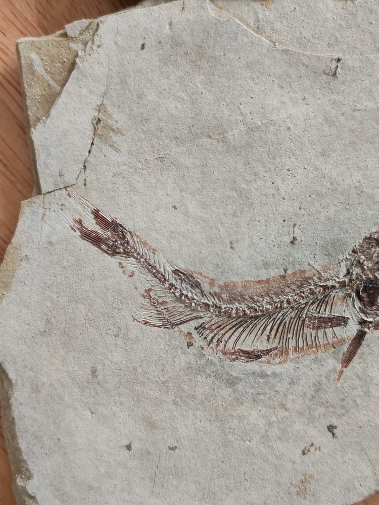 2pcs Unique and authentic fossilized fish like stone A040