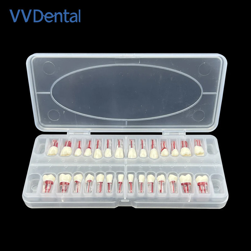 Dental Endodontic Treatment Anterior Teeth Pathology Study Demonstration Model