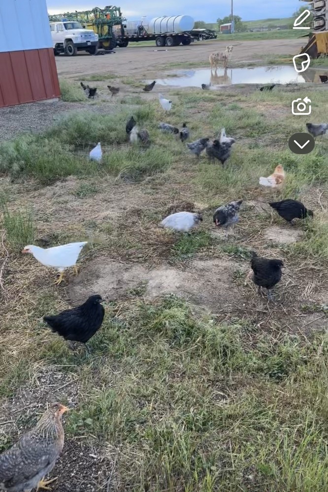 15 Rainbow Hatching Eggs from FREE RANGE CHICKENS