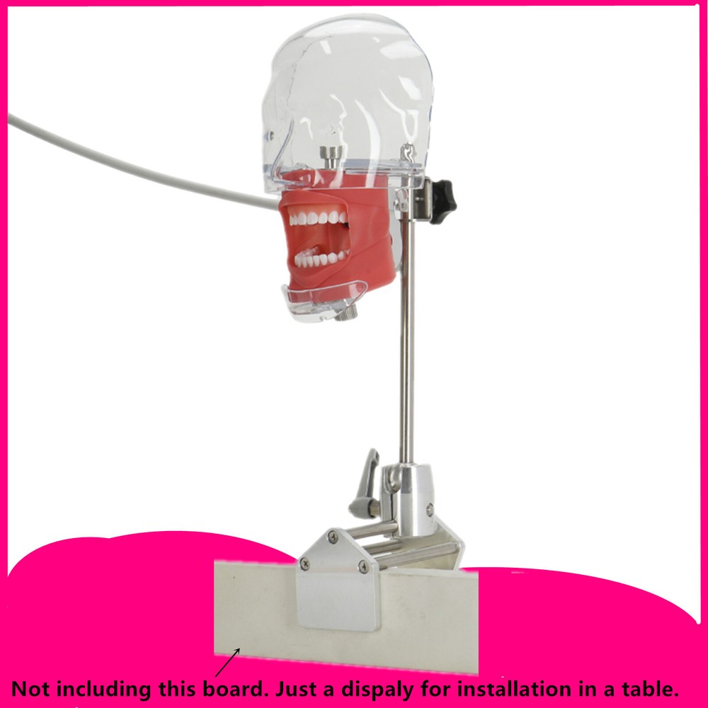 Dental Simulator Manikin Phantom Head Model Teeth Model for Training & Practice