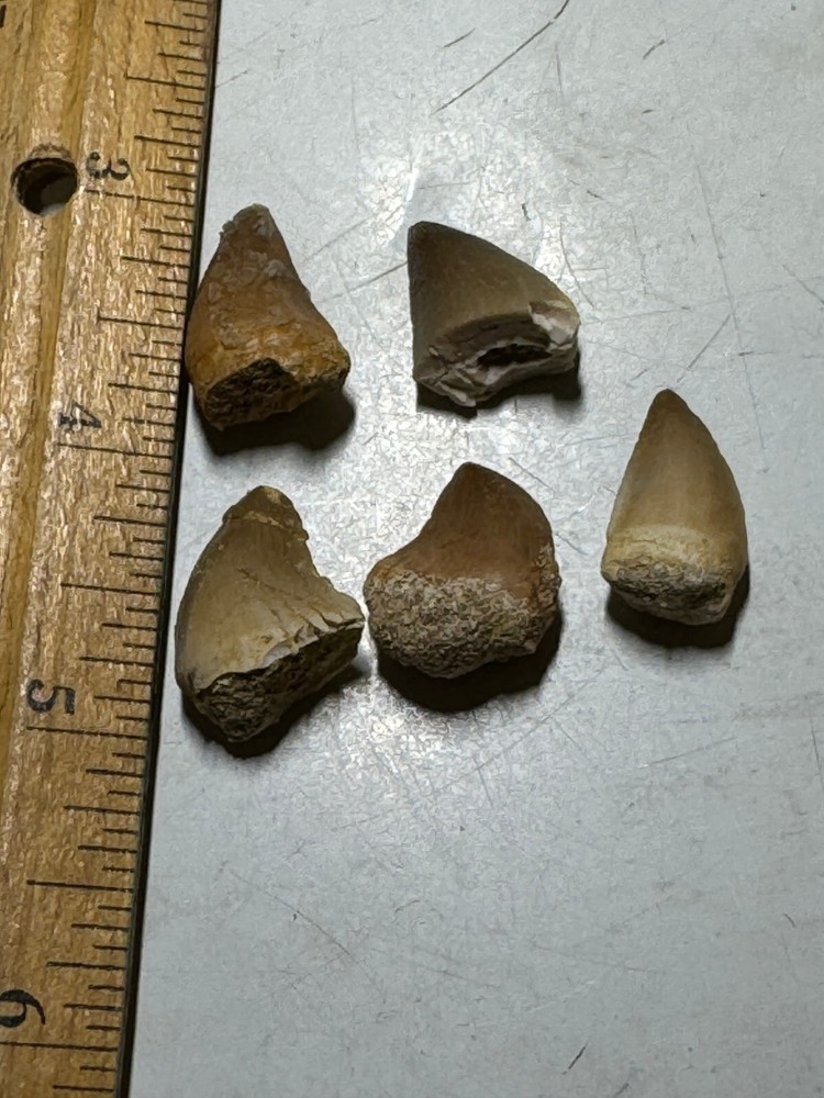 DINOSAUR MOSASARUS FIVE FOSSIL TEETH