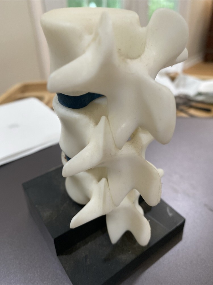 Anatomical Model Spine Vertebrae Height Educational Plastic Movable