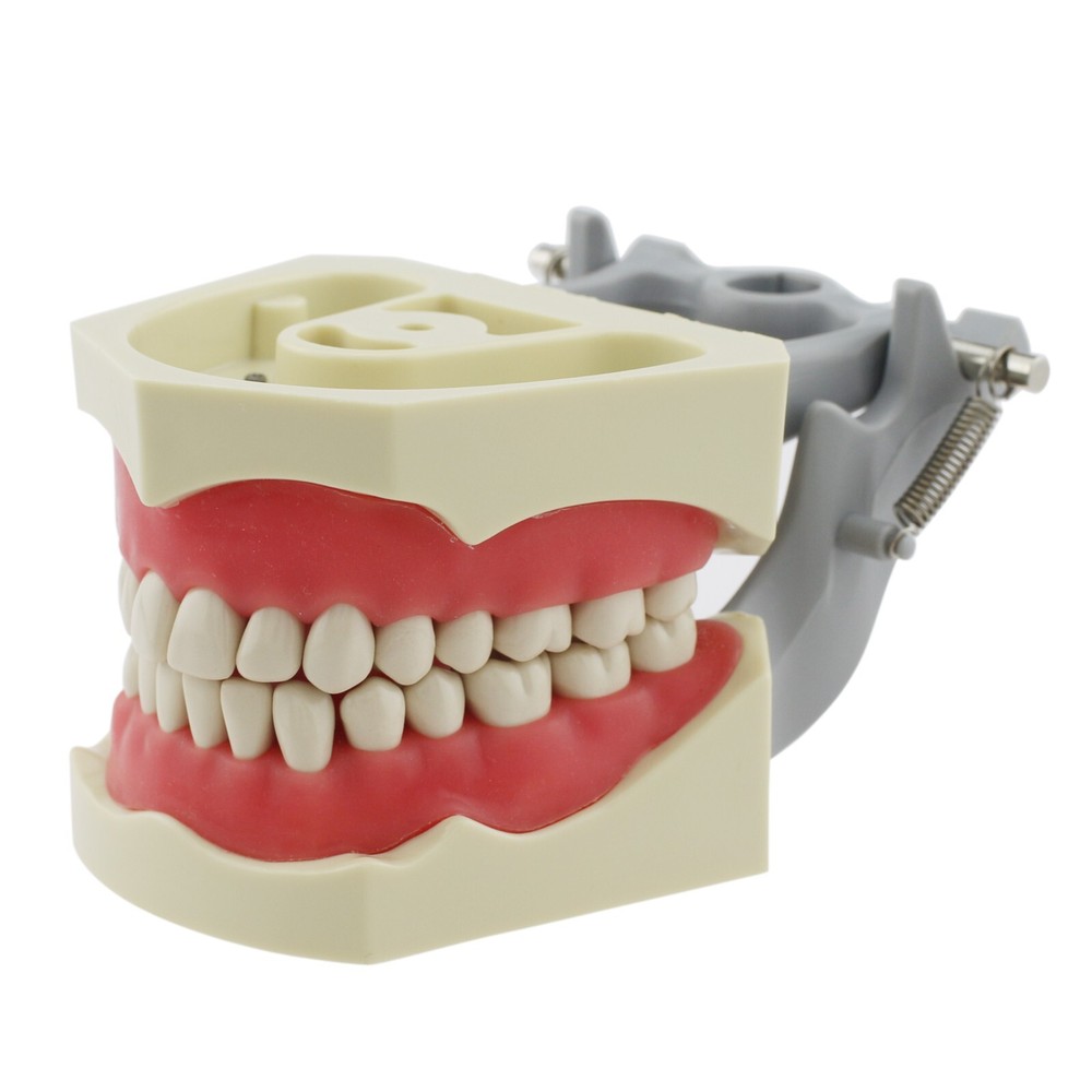 Columbia 860 Dental Typodont Model 32pc Removable Replacement Teeth Soft Gingiva