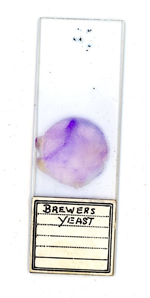Vintage glass Microscope slide Brewers Yeast #97