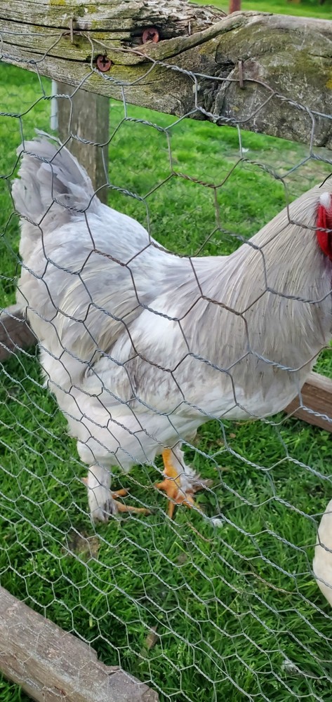 Self Blue Light Columbia Brahma Hatching Eggs 6+