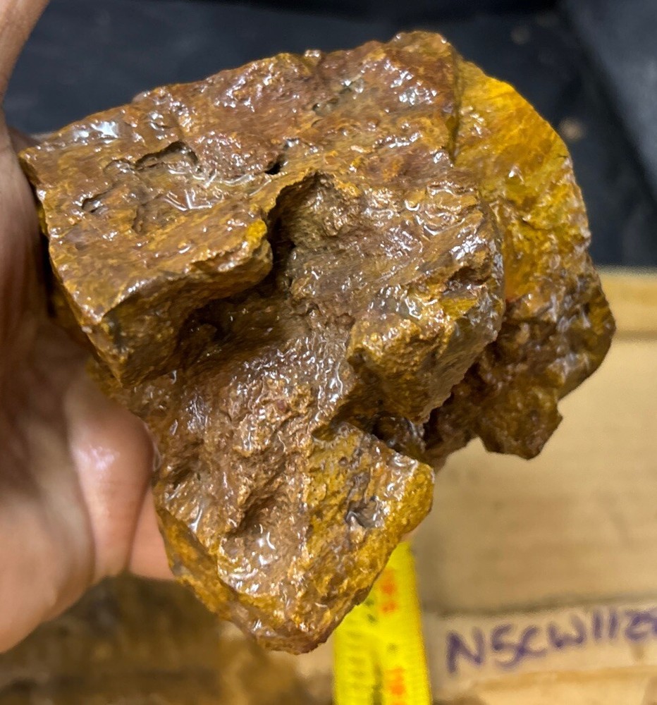 Colorful petrified wood