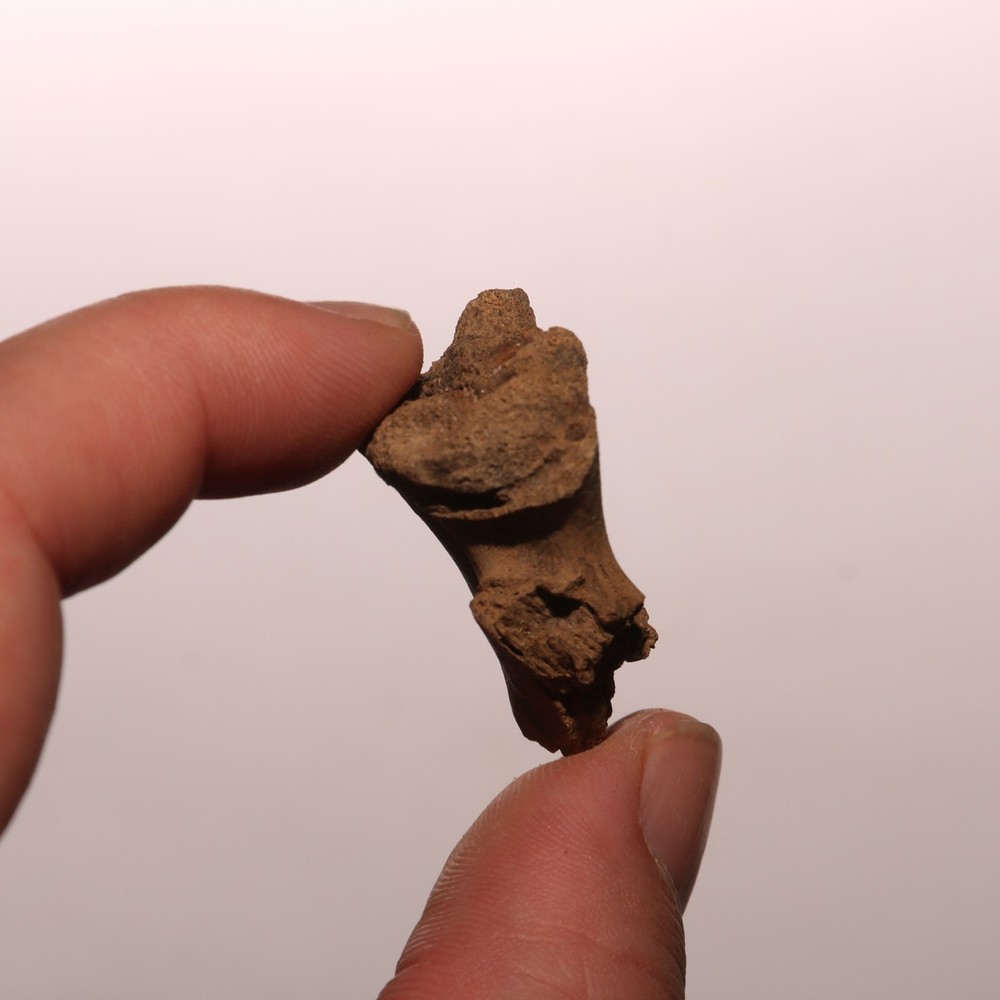 Dinosaur Process / Brain Case Partial Hell Creek Formation - Dinosaur Fossil