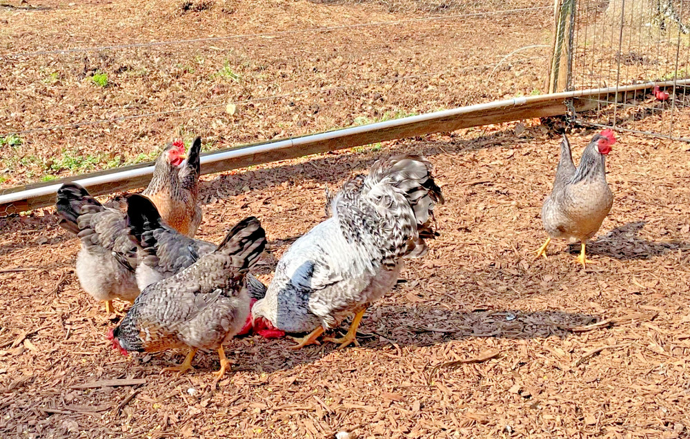 Crested Cream Legbar hatching eggs 6+1