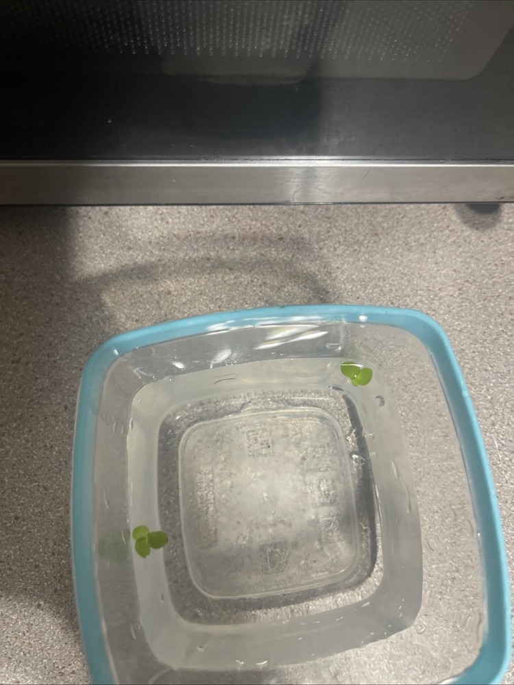 Duck Weed *bonus Floater*