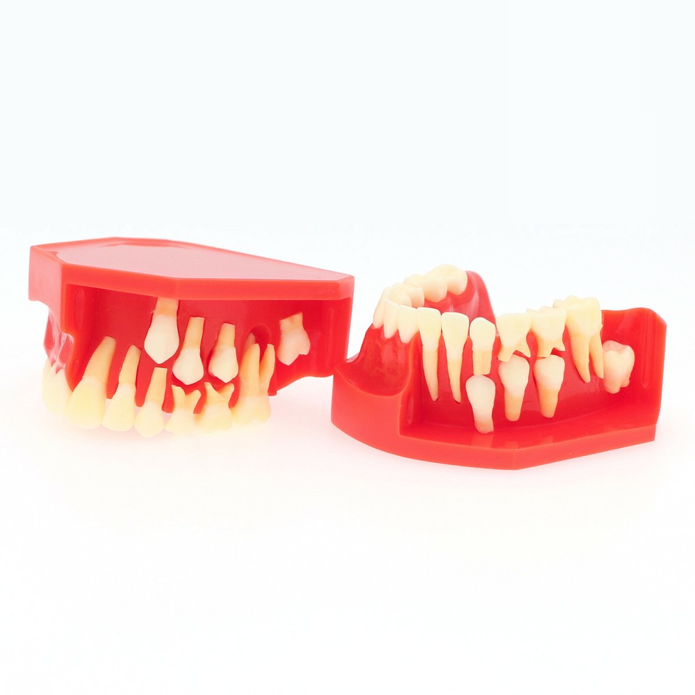 Dental Teeth Permanent Tooth Alternate Demonstration Study Teach Model M7013