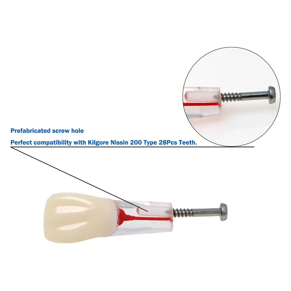 Dental Endodontic Root Canal RCT Practice Endo Teeth Model Pulp Study #8006