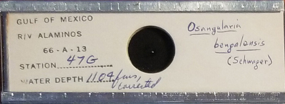 Foraminifera Osangularia bengalensis Gulf of Mexico Microfossil Microscope Slide