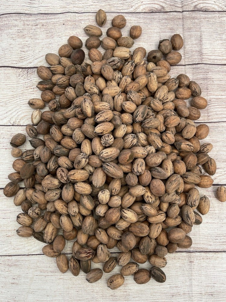 Organic Texas Pecans 5 LBS Raw in Shell - Non GMO