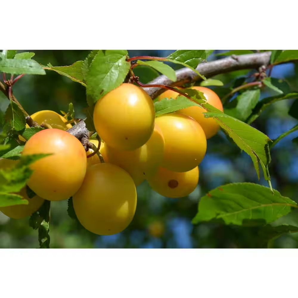 Dwarf Shiro Plum Tree Bare Root
