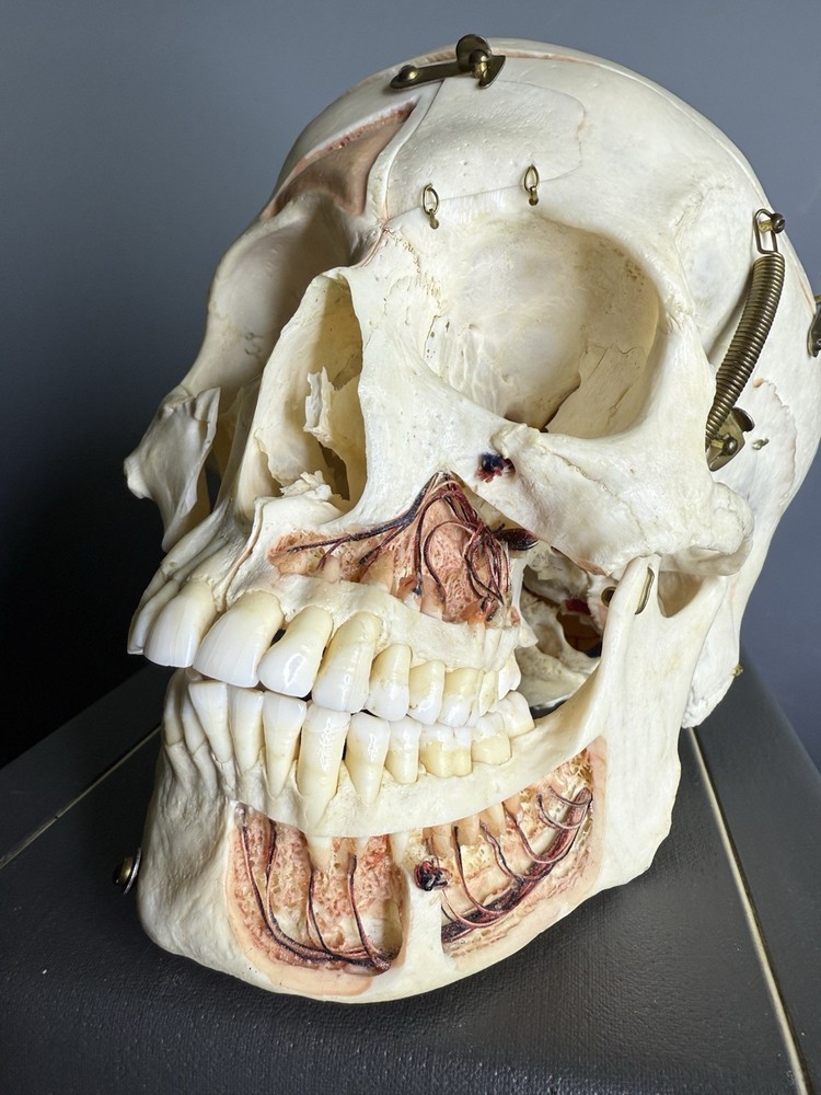 Kilgore Medical Anatomical Model