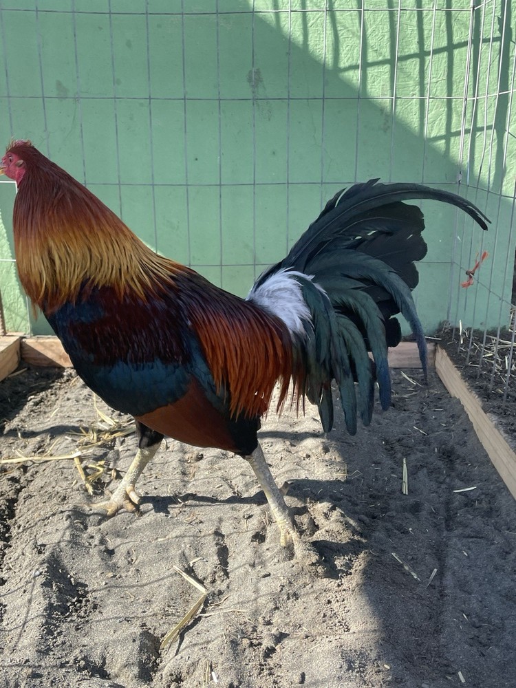 12+ Chicken Hatching Eggs