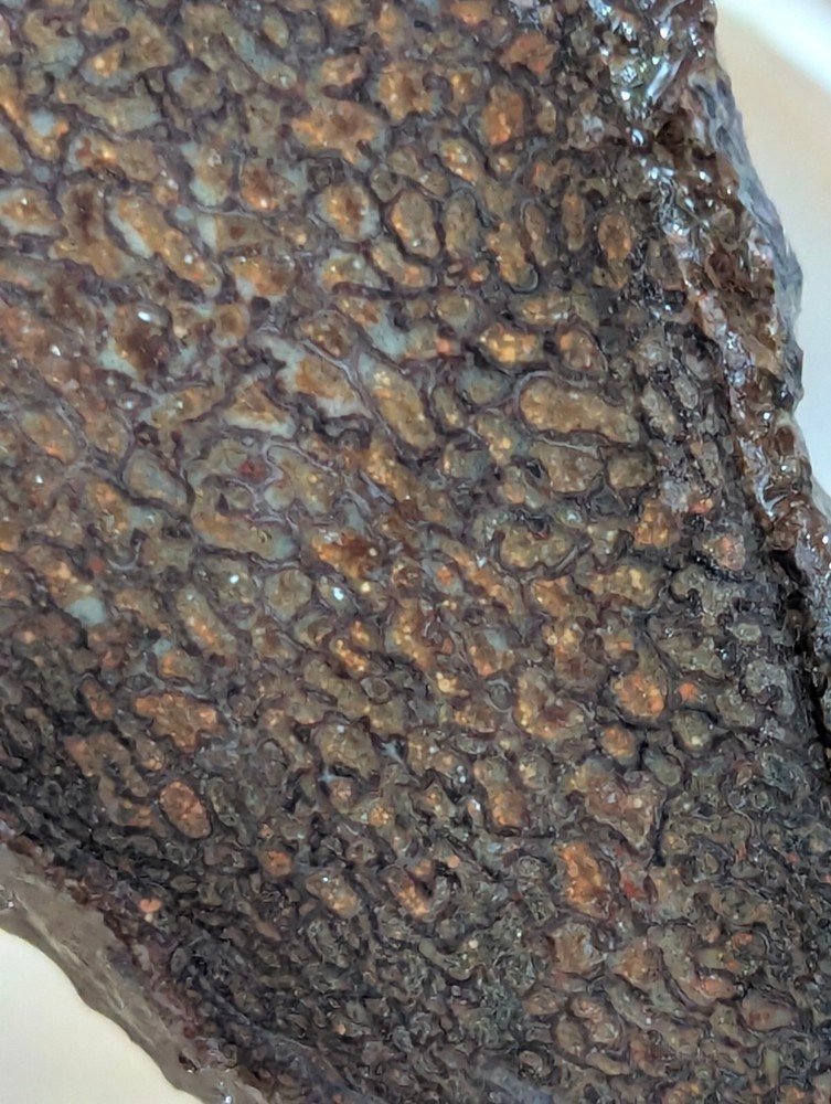 Fossil Gem Dinosaur Bone Slab! Gem Dino Bone Slab!