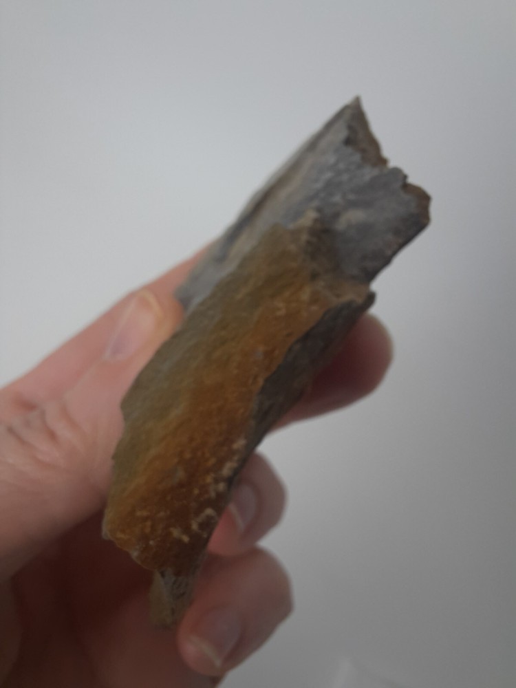 Fossil Shell carboniferous Paliozoic devonian Pennsylvanian fossilized VA
