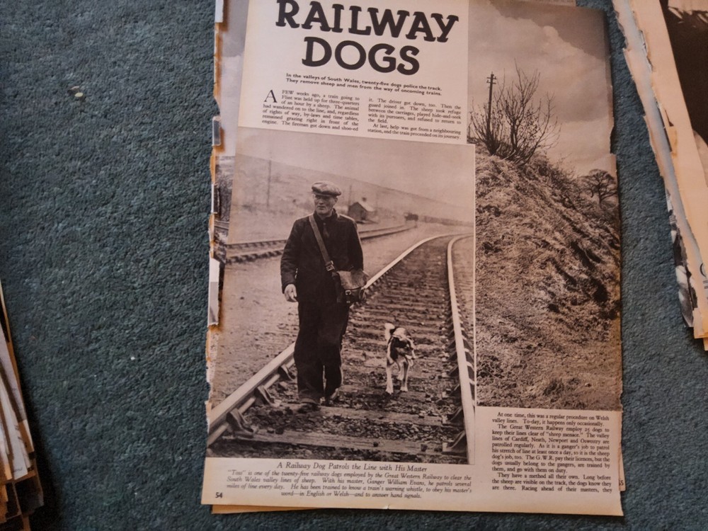 F1z  Ephemera 1939 Article Railway Dogs