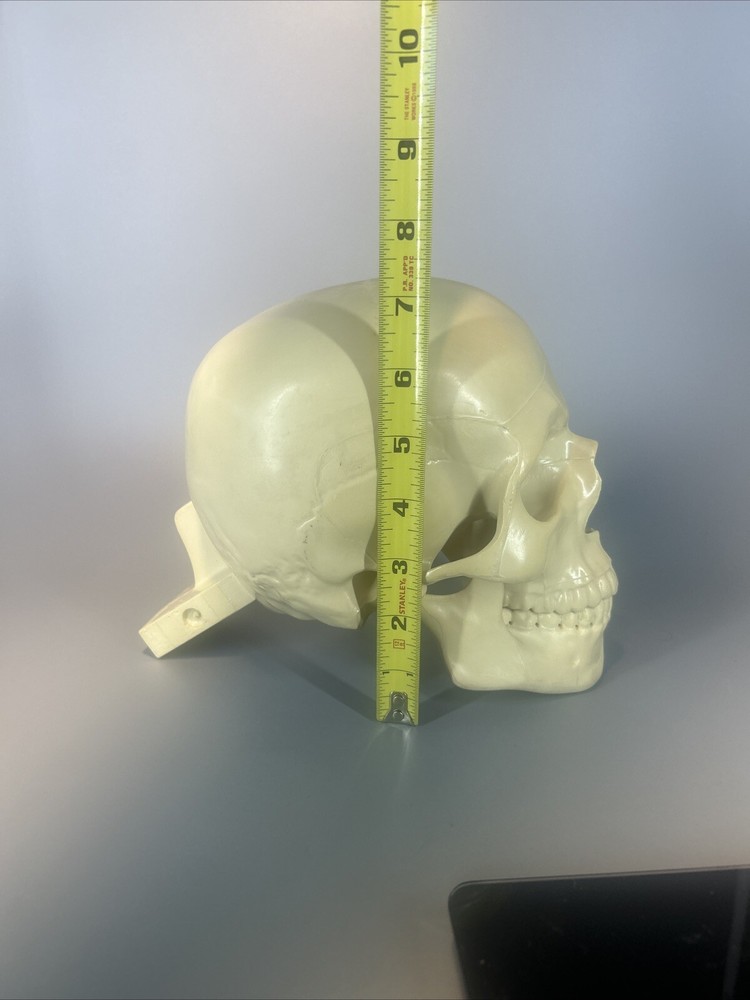 Synbone, Human Skull, Surgical, Training, Education,