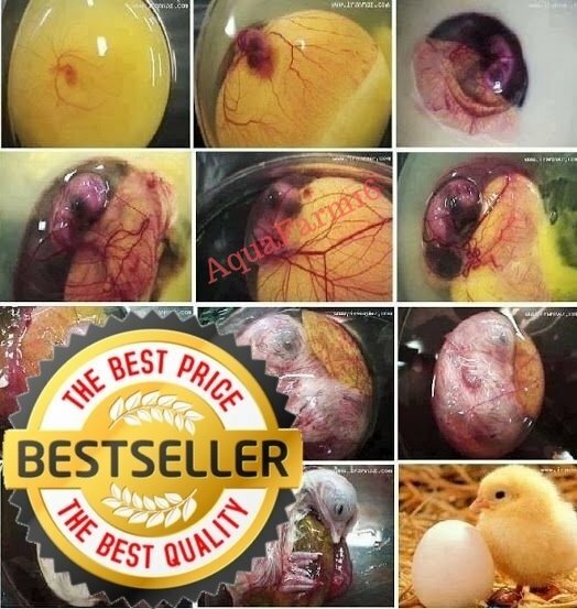 Hatching egg spray 🐣incubation hatching egg spray, ALL-NATURAL pharmaceutical💗
