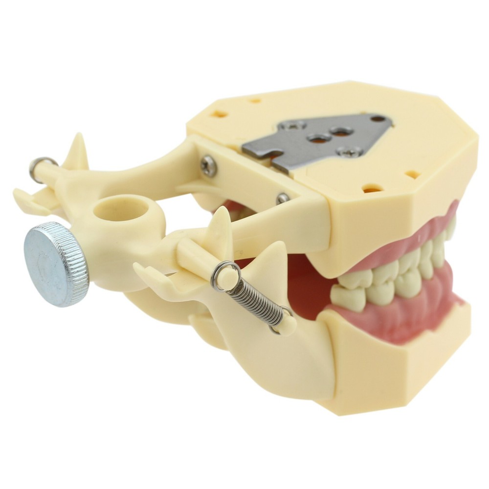 Dental Typodont Model Restorative 32pc Removable Marked Teeth M8014-2 Frasaco