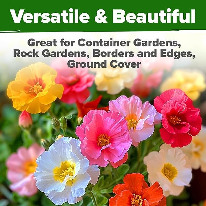 HOME GROWN 47000+ Moss Rose Seeds (Bulk Pack) Annual Flower for 2-Pack, Multi