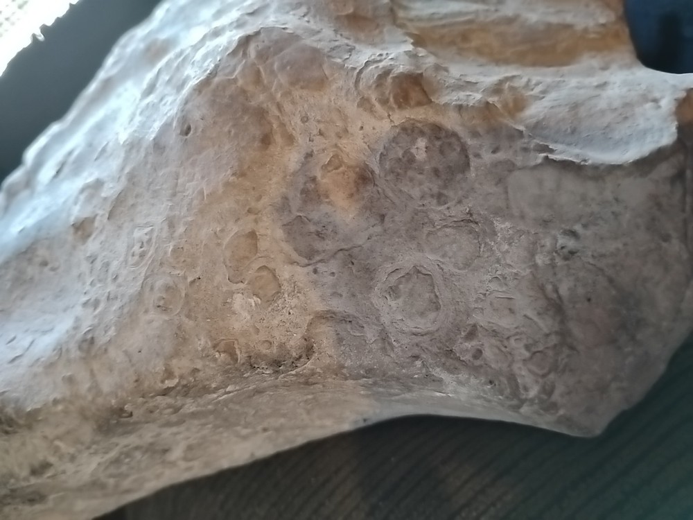 DEFINITELY A DINO BONE... DON'T KNOW WHICH ONE YET.. PLEASE HELP ME IDENTIFY IT.