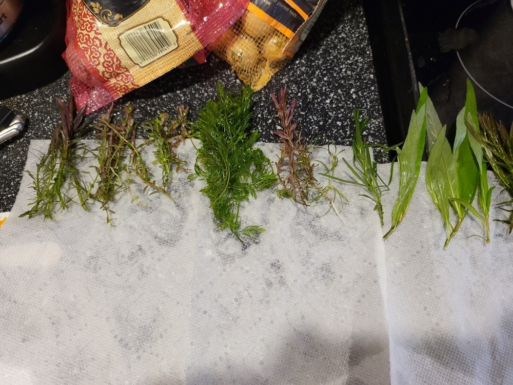 Aquatic Plant Pack 10 Varaties