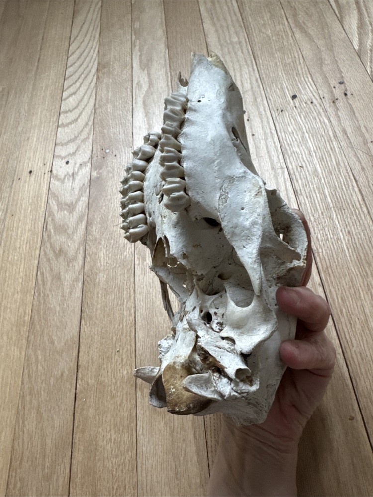 Animal Skull ? Deer Real
