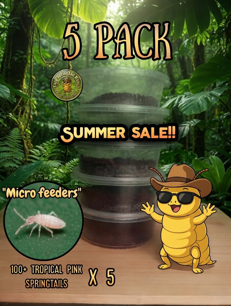 Live Tropical Pink Springtails (L.A.G)