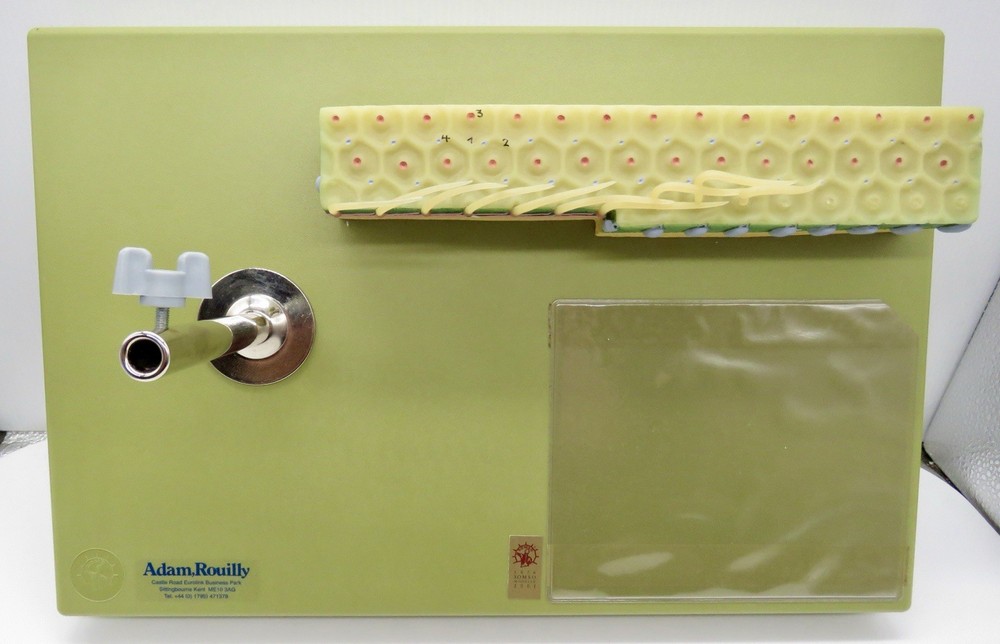 Somso Zos 107 Paramecium Model