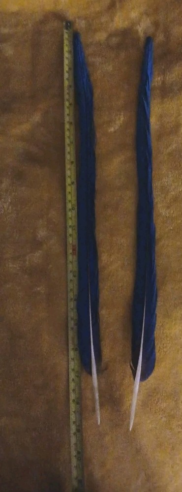 2 Blue & Gold Parrot Tail Feathers 19 Inches