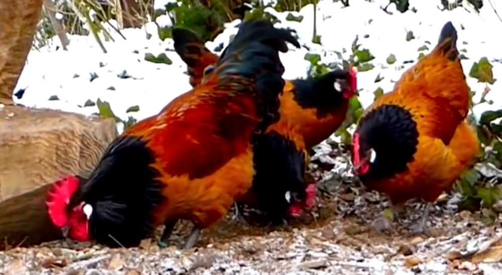 12 NPIP/AI CLEAN GERMAN VORWERK HATCHING EGGS