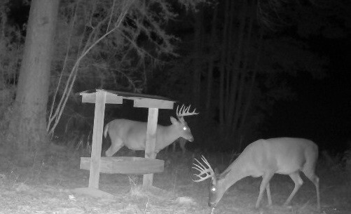 deer mineral attractant