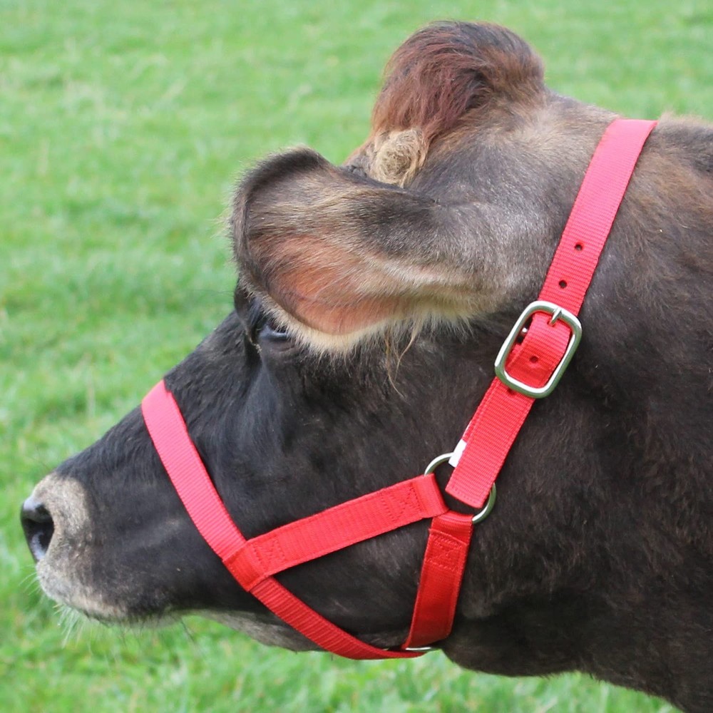 Medium Lime Green Nylon Cattle Halter Adjustable Durable Fit For All Breeds