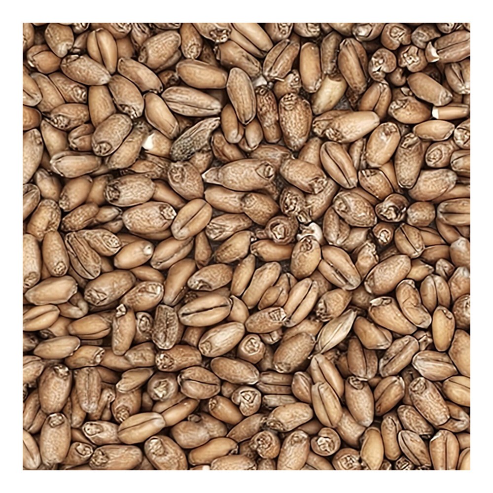 Home Brew Ohio Red Wheat Grain 1lb