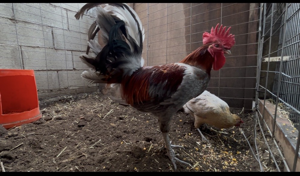 Blue Miner Hatching Eggs 6