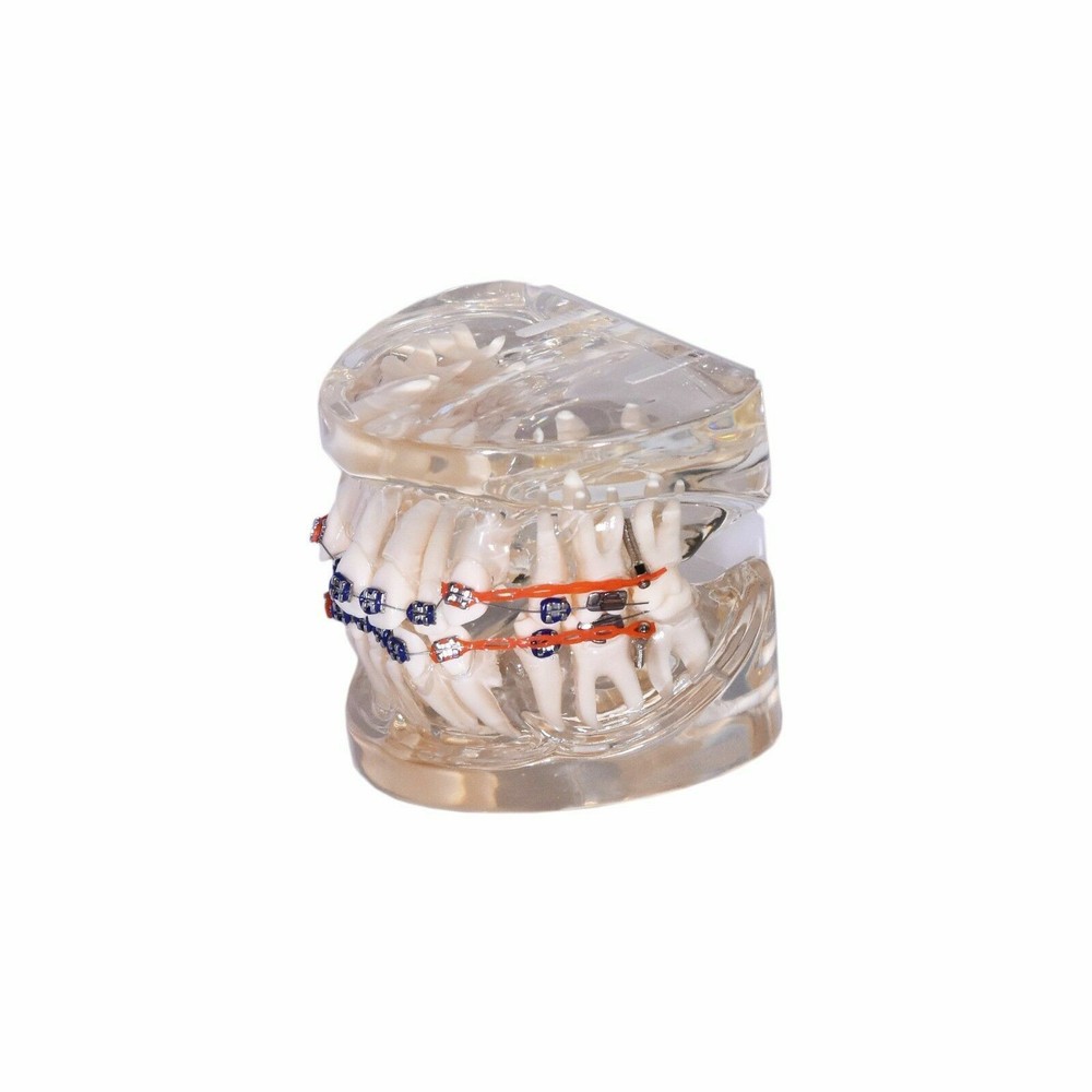 Redland B2-01 Dental Demonstration Teeth Educational Model
