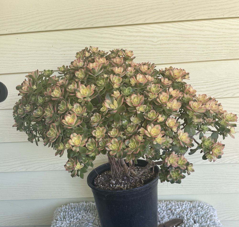 Bonsai Tree Aeonium Kiwi Tree Ship With Bare Rooted